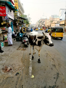India - Just a walk down the street