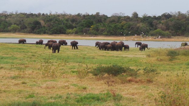 Sri Lanka - Safari in Sri Lanka