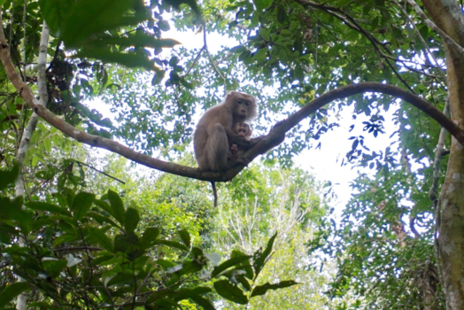 Thailand - Apen spotten, rondreis Thailand
