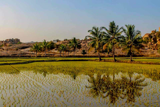 India - ricefields