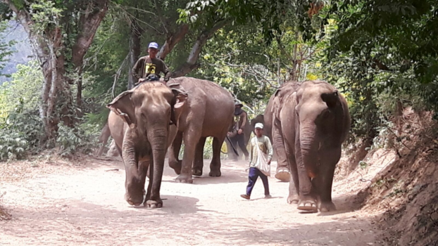 Thailand - Thailand Kanchanaburi , We work for the elephants they do not work for us