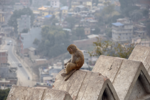 Nepal - King of Kathmandu