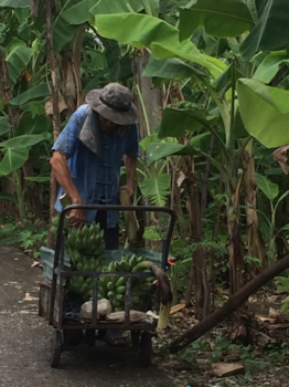 Thailand - Werken op de banananplantage