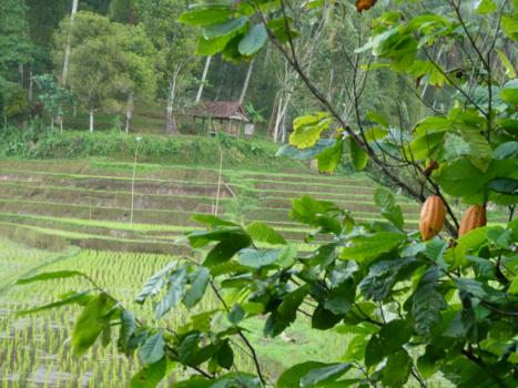 Bali - adembenemende mooie sawah, Blimbing