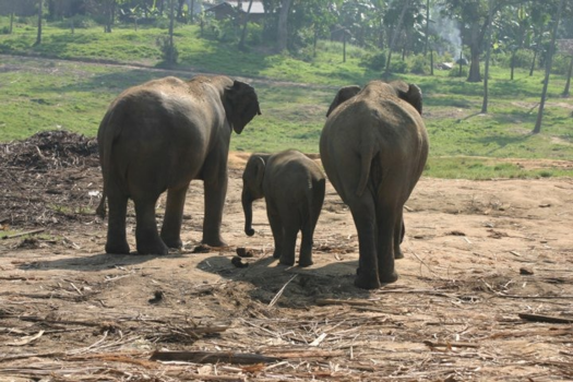 Sri Lanka - Olifanten weeshuis Kandi