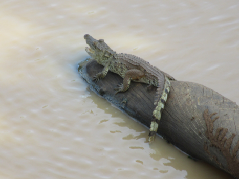 Sri Lanka - Wild life