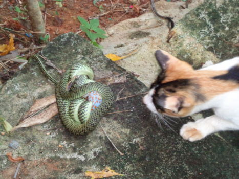 Koh Chang - Nieuwsgierige poes (slang wurgt een Gekko)