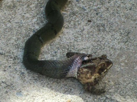 Koh Chang - Verkeerd om.....