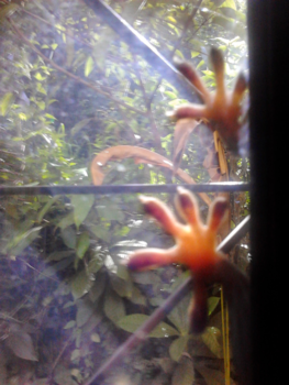 Koh Chang - Monsterpoten op het raam....(Gekko)