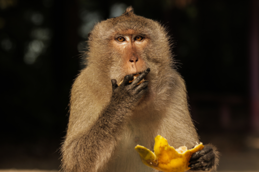 Koh Chang - Fuck you dacht deze Makaak tijdens het eten van zijn lunch