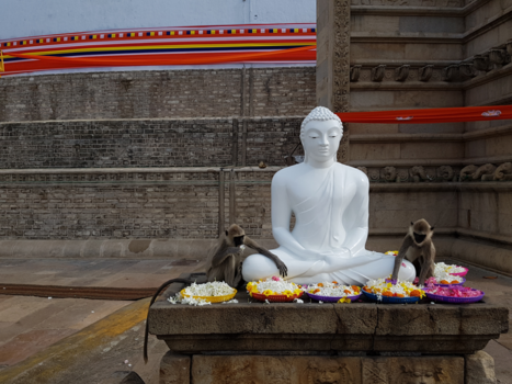 Sri Lanka - Holy temple monkeys