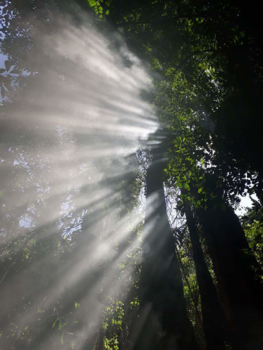Rondreis Zuid-Thailand - Jungle hike Koh Chang