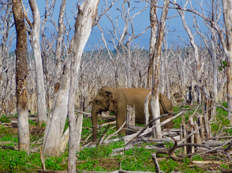 Sri Lanka - Recognize beauty when you see it! Pure & Free