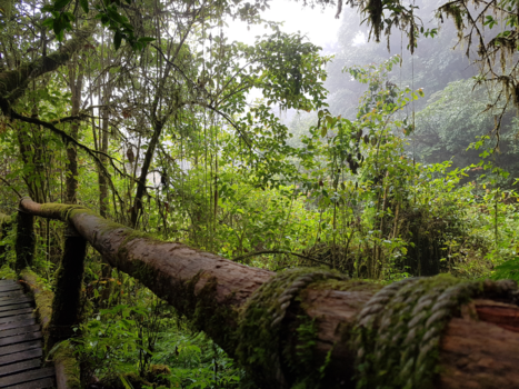 Thailand - Jungle in chiang mai