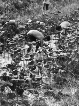 Rondreis Thailand & Cambodja - Fishing