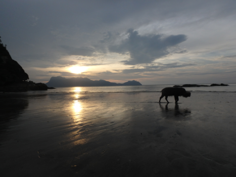 Rondreis door Maleisisch Borneo - bearded pig on the beach