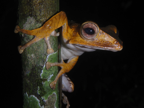 Rondreis door Maleisisch Borneo - frog at Kubah NP