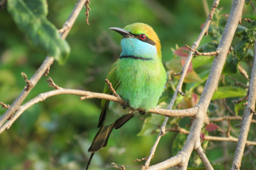 Sri Lanka - small bird, a lot of effort