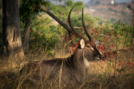 Eilandhoppen in Thailand - Zuid-Afrika heeft zoveel meer naast de Big-Five.
