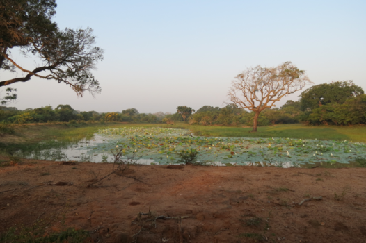Sri Lanka - serenity