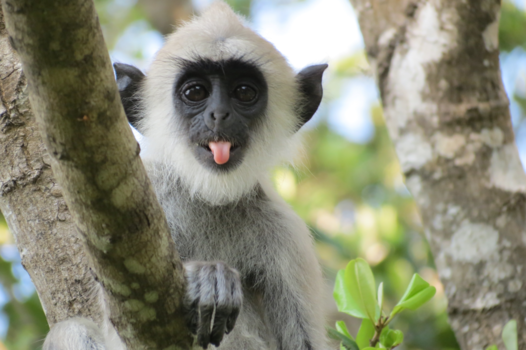 Sri Lanka - money business