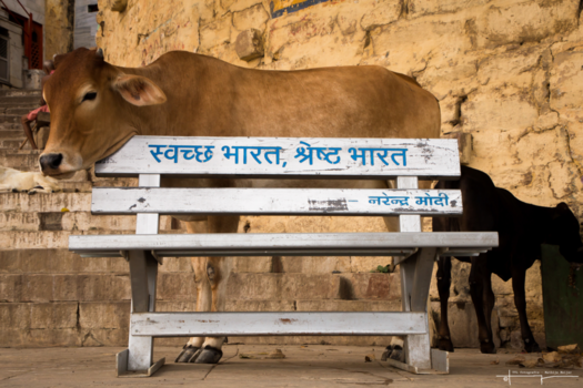 Varanasi - Holy Cow!!!