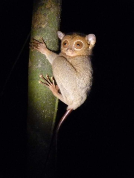 Sandakan - Spookaapje