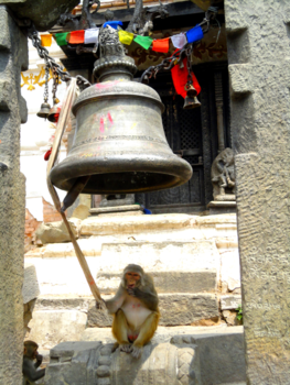 Kathmandu - Monkey time!