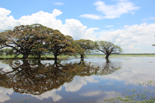 Sri Lanka - Puur Natuur!
