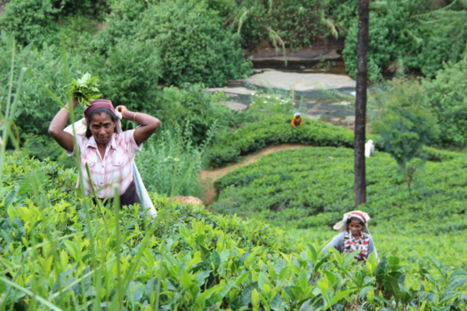 Sri Lanka - Tea Country