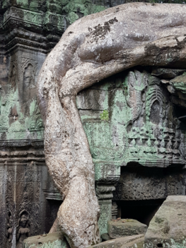 Cambodja - Hugging tree