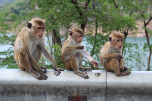 Sri Lanka - Monkeys on the road