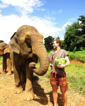 Chiang Mai - Olifanten