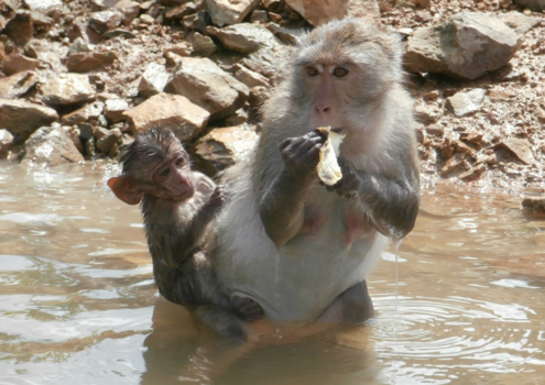 Thailand - Aap met moeder