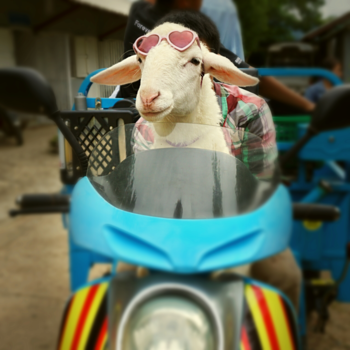 Thailand - No comment