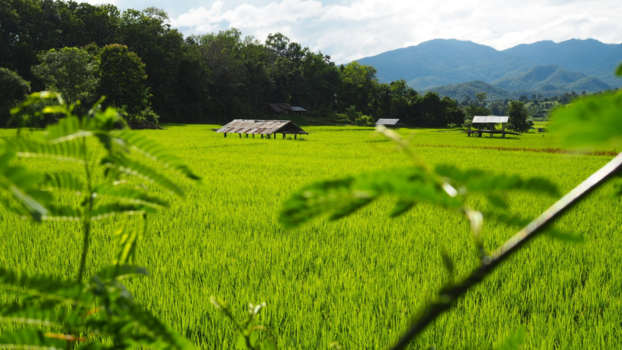 Chiang Mai - Rijstvelden