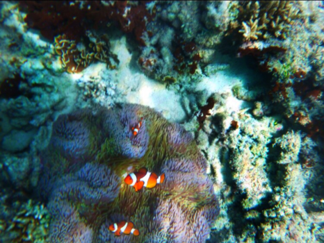 Perhentian Islands - Wij hebben Nemo's gespot!