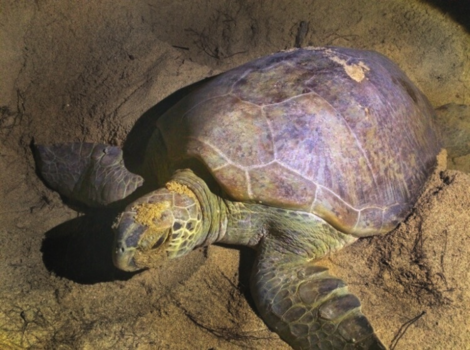 Maleisië - Een moeder schildpad die klaar is met eieren leggen