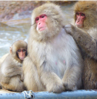 Japan - Lekker krabben