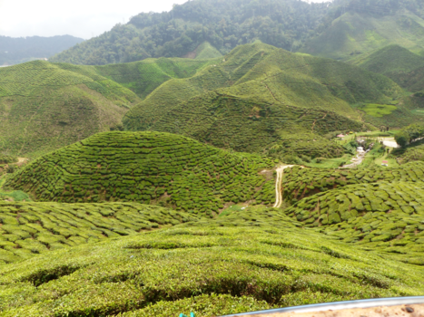 Cameron Highlands - It’s Tea-time