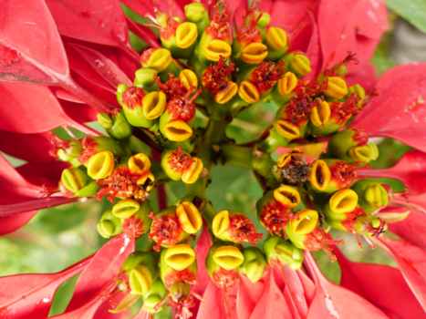 Cameron Highlands - Leven in een Kerstster.