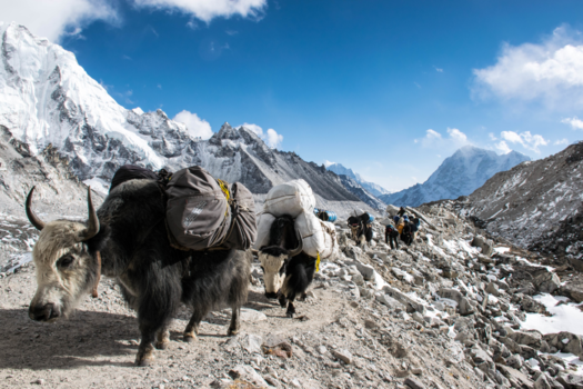Everest Base Camp - Yak train