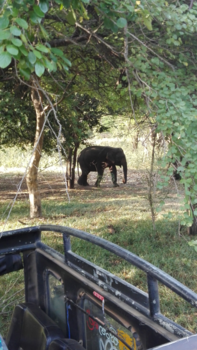Sri Lanka - The symbol of fortune and happiness