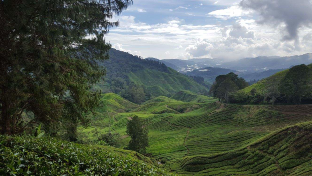 Maleisië - Cameron highlands