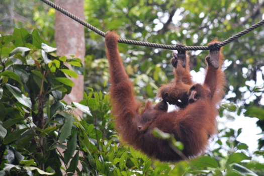Rondreis door Maleisisch Borneo - onvoorwaardelijke liefde voor haar kind, deze foto heb ik gemaakt in Semenggoh