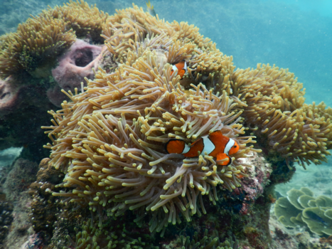 Thailand - Heerlijk snorkelen
