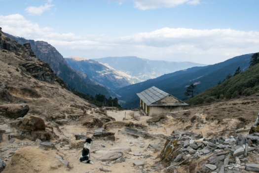 Everest Base Camp - Man's Best Friend Leading the Way