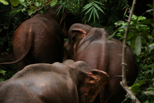 Cambodja - Elephant Valley Mondulkiri