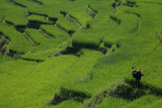 Vietnam - Trekking door de rijstvelden in het noorden van Vietnam