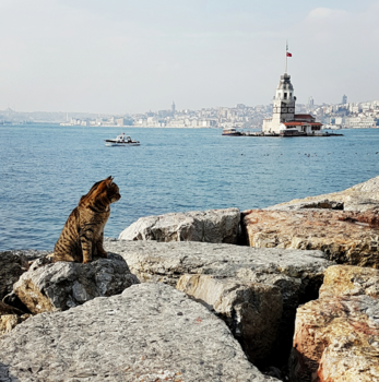 Istanbul - İstanbul's love of street cats